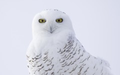 Desktop image. Animals. ID:82271