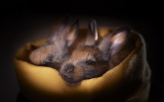 Desktop image. Animals. ID:82300