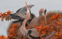 Desktop image. Animals. ID:82302