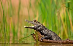 Desktop image. Animals. ID:82313