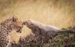 Desktop image. Animals. ID:82317