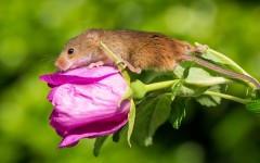 Desktop image. Animals. ID:82415
