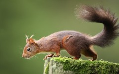 Desktop image. Animals. ID:82430