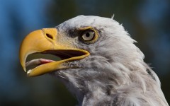Desktop image. Animals. ID:82464