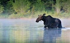 Desktop image. Animals. ID:82511