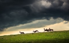 Desktop image. Animals. ID:82516