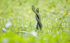 Desktop image. Animals. ID:82537