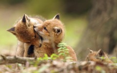 Desktop image. Animals. ID:82551