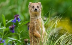 Desktop image. Animals. ID:82556