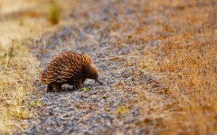Desktop image. Animals. ID:82557