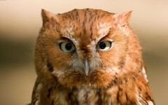 Desktop image. Animals. ID:82664