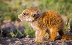 Desktop image. Animals. ID:82762