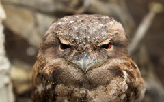 Desktop image. Animals. ID:82763