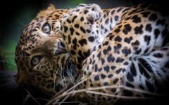 Desktop image. Animals. ID:82825