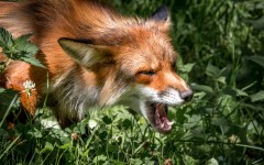 Desktop image. Animals. ID:82942