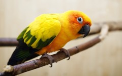 Desktop image. Animals. ID:82978
