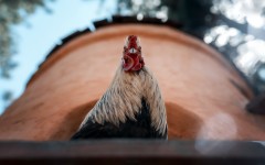 Desktop image. Animals. ID:82991