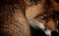 Desktop image. Animals. ID:83012