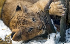 Desktop image. Animals. ID:83025