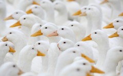 Desktop image. Animals. ID:83201