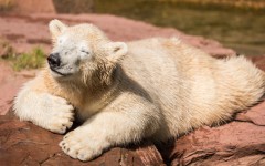 Desktop image. Animals. ID:83202