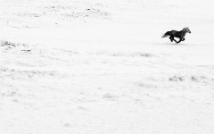 Desktop image. Animals. ID:83225