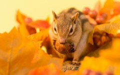 Desktop image. Animals. ID:83277