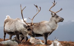 Desktop image. Animals. ID:83278