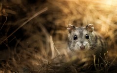Desktop image. Animals. ID:83370