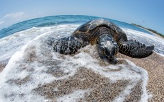 Desktop image. Animals. ID:83456