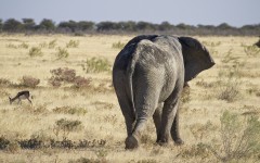Desktop image. Animals. ID:83545