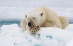 Desktop image. Animals. ID:83612