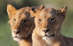 Desktop image. Animals. ID:83623