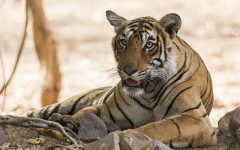 Desktop image. Animals. ID:83652