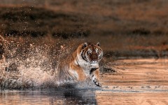 Desktop image. Animals. ID:83672