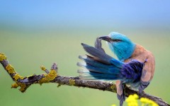 Desktop image. Animals. ID:83673