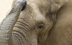 Desktop image. Animals. ID:83688