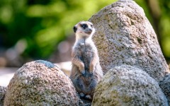 Desktop image. Animals. ID:83740