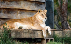 Desktop image. Animals. ID:83771