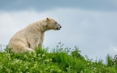 Desktop image. Animals. ID:83774