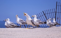 Desktop image. Animals. ID:83824