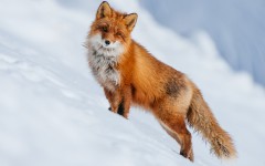 Desktop image. Animals. ID:83826