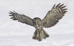 Desktop image. Animals. ID:83832