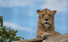 Desktop image. Animals. ID:83833