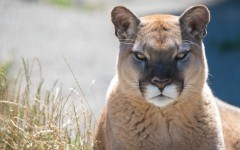 Desktop image. Animals. ID:83851