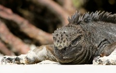 Desktop image. Animals. ID:83878