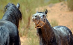Desktop image. Animals. ID:83904