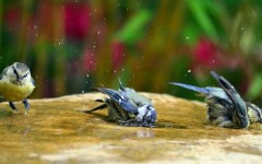 Desktop image. Animals. ID:83906