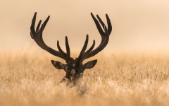 Desktop image. Animals. ID:83907
