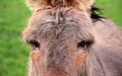 Desktop image. Animals. ID:84029
